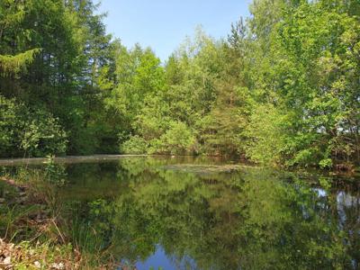 Działka z lasem i stawem Przyjaźń