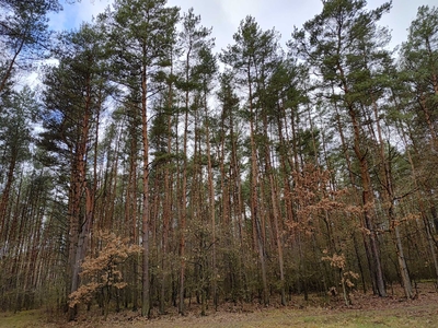 Spokojna działka leśna, Las nad rzeką Drwęcą (rezerwacja)