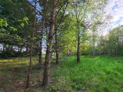 Siedlisko bez sąsiadów, z WZ, stary drzewostan, łąki i las