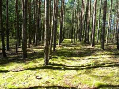 Działka leśna Dąbrowa Zielona