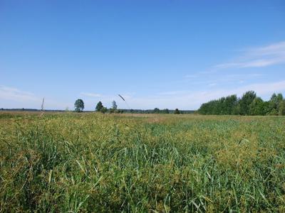 Sprzedam malowniczą działkę przy lesie w Wołczkowo