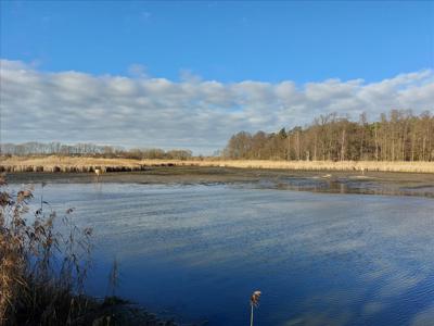 Działka na sprzedaż, Oleśnicki, Syców gm, Szczodrów