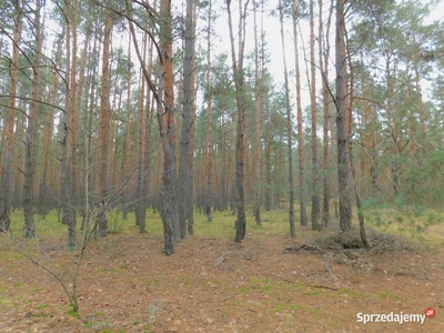 Syndyk sprzeda - Jedlińsk, gm. Marcelów