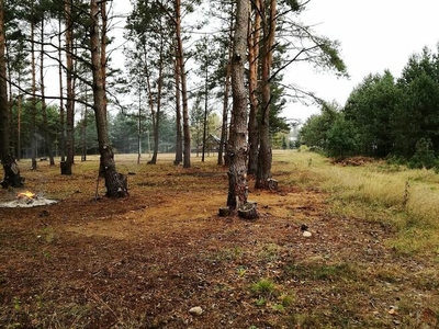 Działka leśna Dubicze Cerkiewne Bachmaty