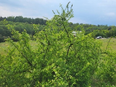 Działka budowlana Rokitno Szlacheckie