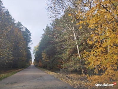 Działka leśna 8.5ha. Drzewostan sosna 30lat