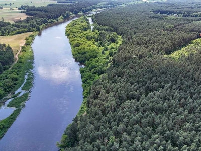 DZIAŁKA LESNA W POBLIZU RZEKI Narew kolo Nowogrodu podlaskie 15