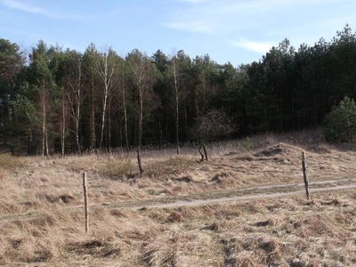 Działka budowlana podmiejska w lesie