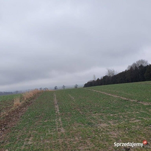 Działka gruntu 1,76 ha niezabudowana,Kiełczyn k.Dzierżoniowa