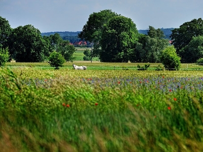 działka na sprzedaż Stare Czarnowo Kołowo