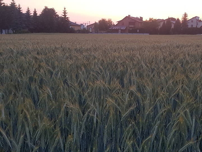 działka rolno-budowlana Wąsosz ul.Rawicka