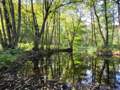 Działka z linią brzegową rzeki, lasem i stawem.