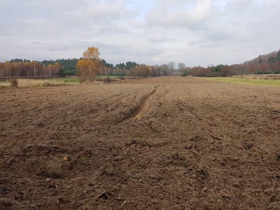 Wydzierżawie ziemie rolną pod uprawe