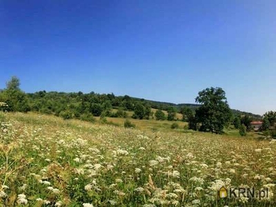 Działki, Ogorzelec