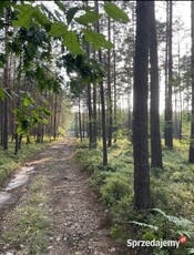 Las sosnowy okolo 5ha. Zamian lub sprzedaż