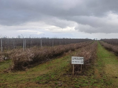 Działki rolne o pow. 1 ha (0,27 ha + 0,73 ha) w m. Głazów