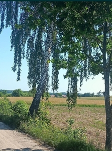 Działka budowlana w pobliżu lasu, Łączno k. Morąg