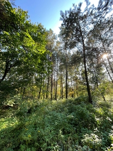 Działka rolna (las) Kopina, gmina Cyców 8000m2