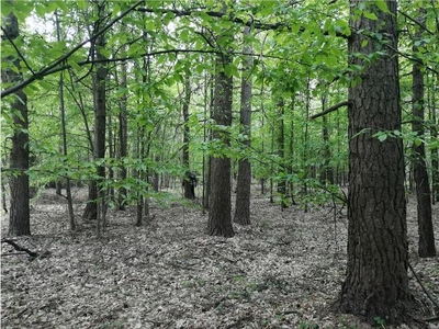 Sprzedam Las 4ha (7zł/m2 okolice Białej Podlaskiej)