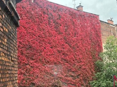 Mieszkanie na sprzedaż, 51 m², Bytom Śródmieście