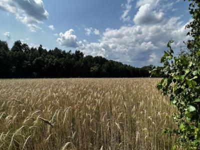 Działka budowla-rekreacyjna, Hola, Gm. Stary Brus