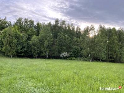 Słoneczna działka przy lesie