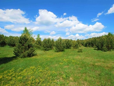 Działka budowlana Lesica gm. Piekoszów