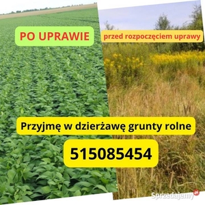 Przyjmę w dzierżawę grunty rolne, ugory, łąki