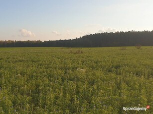 Działka 1000m, pod lasem - Stronno gmina Dobrcz, wydane warunki zabudowy