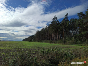 Las mieszany 3,8320 ha Zduny (7 km od Krotoszyna)