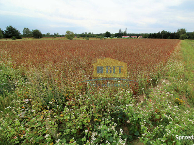 Działka 3000m2, Psie Głowy, nad jeziorem