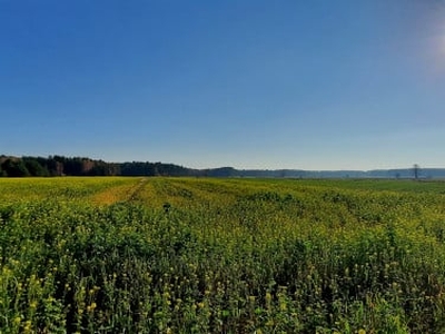 Działka budowlana Niewodnica Kościelna