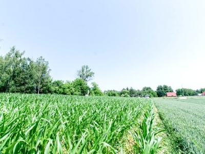 Działka budowlana Piotrków Drugi