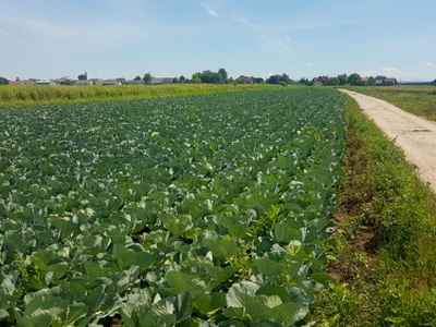 Działka budowlana, ul. Igołomska