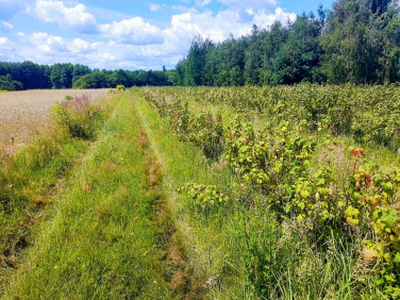 Działka budowlana, ul. Warecka