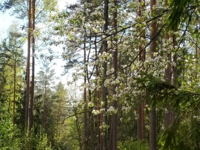 Działka leśna Gradoczno