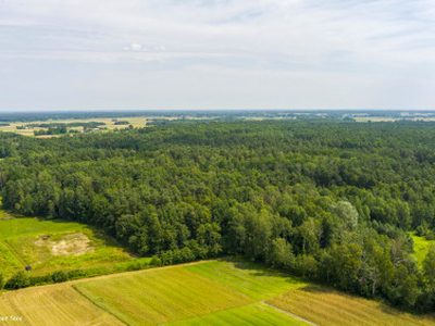 Działka leśna Radgoszcz