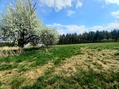 Malownicze działki Wrzeszczyn gm. Jeżów Sudecki