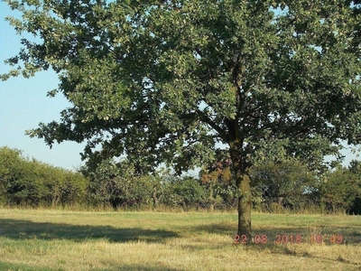 Działka budowlana Gruszczyn, ul. Katarzyńska