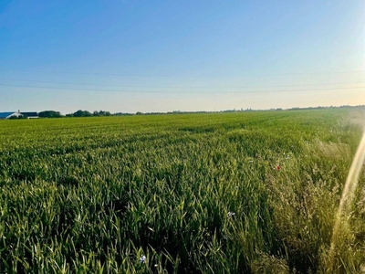 Działka budowlana Tarnowo Podgórne, ul. Czereśniowa