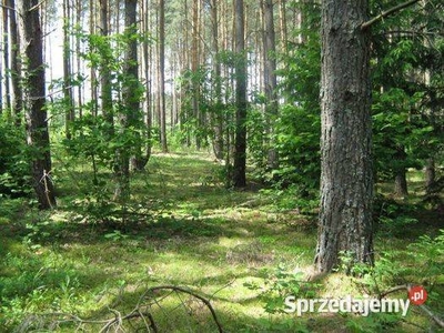 OKAZJABezpośrednio LipowyMost 2 działki leśne w cenie jednej