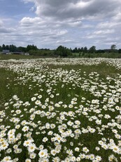 Działka, ziemia w Sobączu/Kościerzyna, Kaszuby