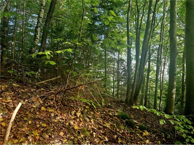 Działka Sprzedaż Ochotnica Dolna, Polska