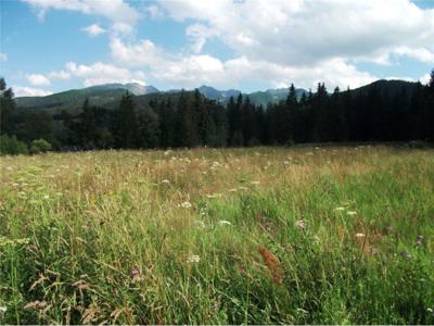 Działka Sprzedaż Zakopane, Polska