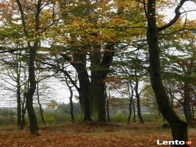 nieruchomość inwestycyjna - park podworski