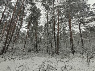 Dwie działki leśne sprzedam świętokrzyskie