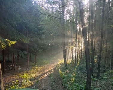 Działka 1,10 ha w miejscowości Chojno koło Obór