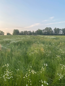 Działka budowlana 7 ar. Dąbrowa gmina Kłaj