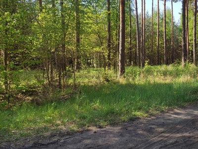 Działka leśna. Jezioro Śniardwy