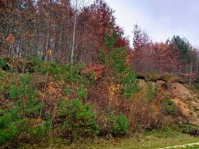 Nieruchomość rolno-leśna 30000m2 Ostoja spokoju